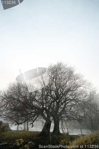 Image of Foggy Tree Row