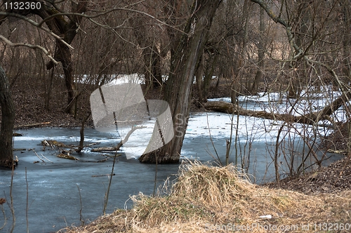 Image of Tree frozen in winter pond