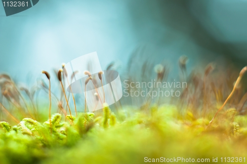 Image of Bright green moss macro shot