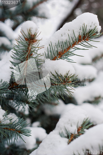 Image of Evergreen pine covered by snow closeup
