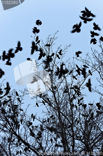 Image of Crows flying and sitting on tree