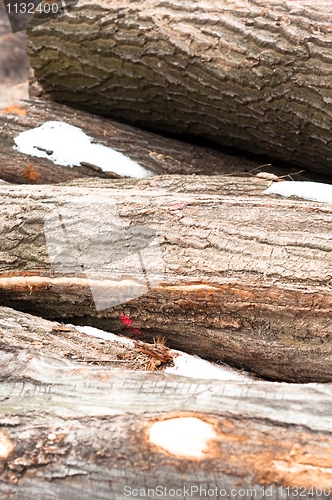 Image of Logs of wood piled up