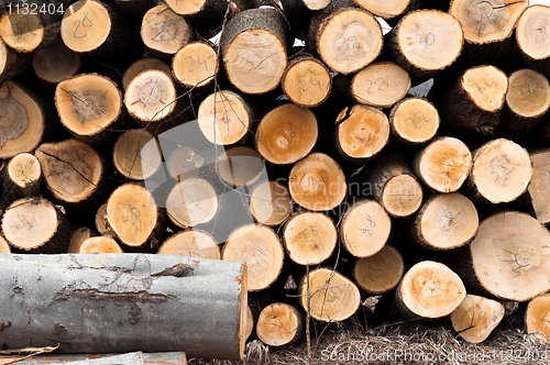 Image of Fresh logs of wood piled up