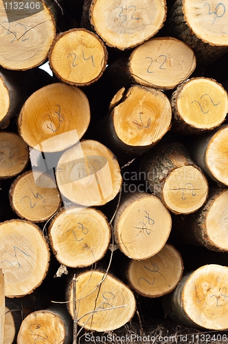 Image of Piled up wooden logs