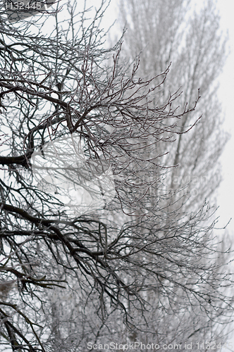 Image of Winter trees with frozen ice cristals and with blurry background