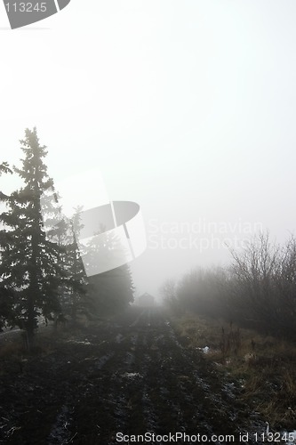 Image of Foggy Tree Row