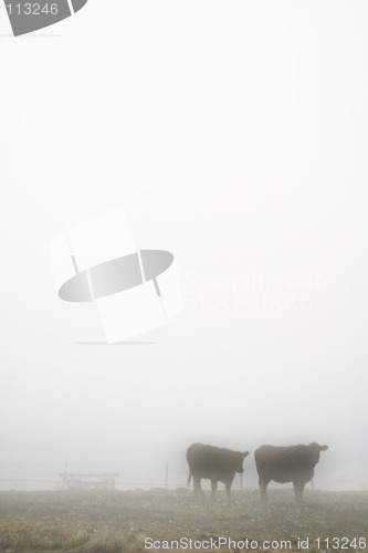 Image of Cows in Fog