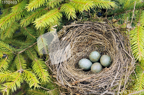 Image of Detail of blackbird eggs in nest