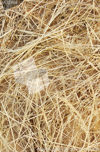 Image of Detail of dry grass hay background