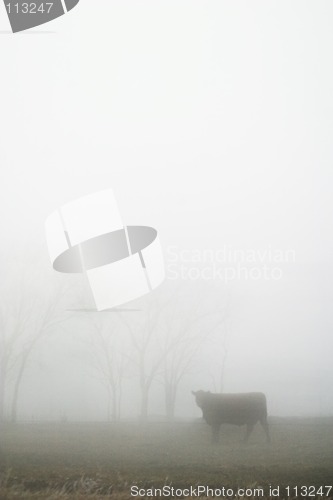 Image of Cow in the Fog