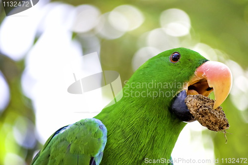 Image of Green macaw portrait