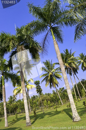 Image of Palm tree garden