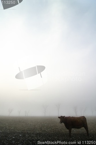 Image of Cow in the Fog