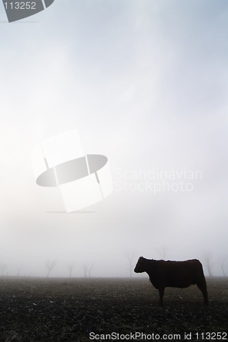 Image of Cow in the Fog