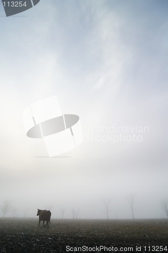 Image of Cow in the Fog