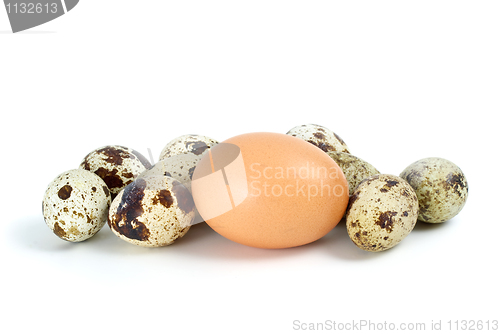 Image of Few quail eggs and single hen egg