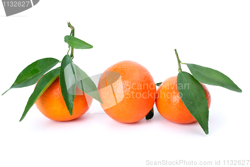 Image of Three mandarines with leaves