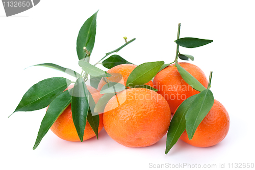 Image of Some fresh mandarines with leaves