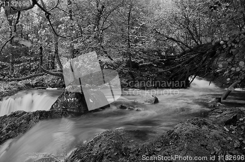 Image of Forest River