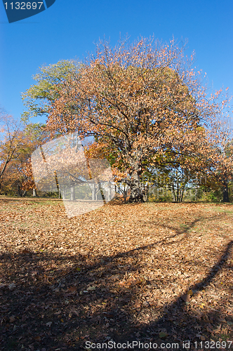 Image of Autumn tree New York