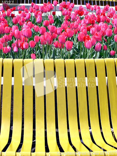 Image of Red tulips and yellow bench