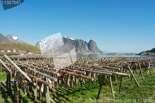 Image of Dry fish Lofoten