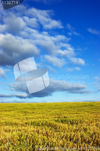 Image of Field and blue sky