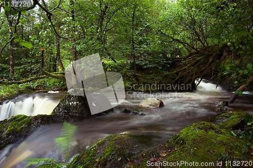 Image of Forest river