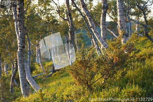 Image of Mountain forest