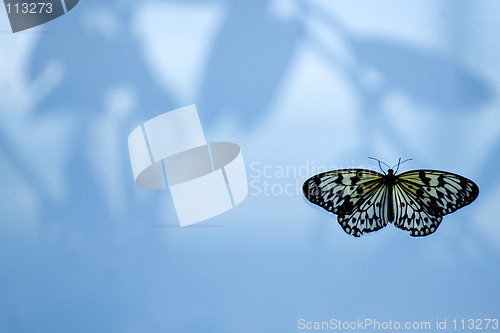 Image of Butterfly on the window