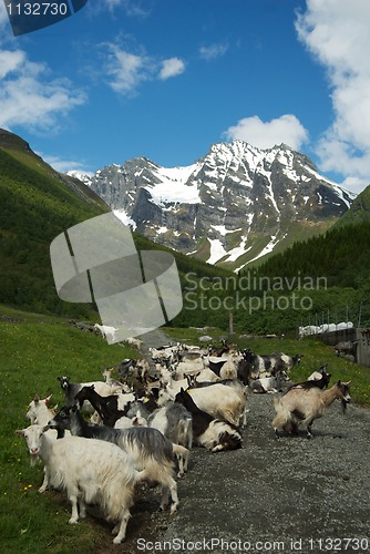 Image of Mountain gout