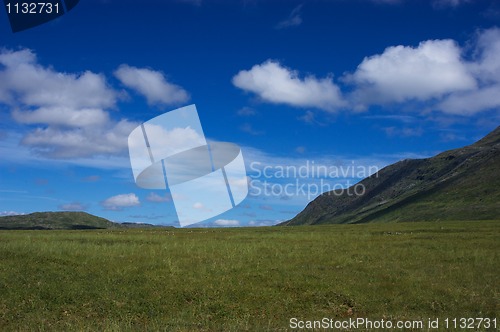 Image of Mountain grass