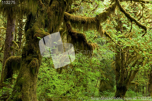 Image of Spring in rainforest