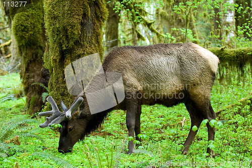 Image of Roosevelt elk