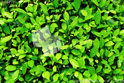 Image of Close-up image of fresh spring green leaf