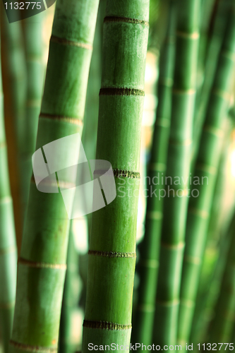 Image of Bamboo Forest 