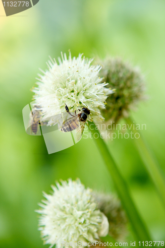 Image of green onion flower