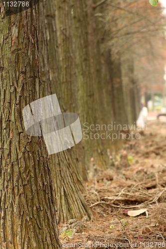 Image of fall trees road 