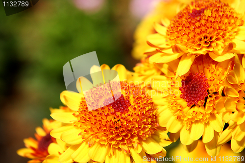 Image of yellow flower 