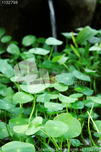 Image of green background with grass 