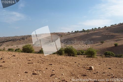 Image of Mediterranean desert landscape with cows