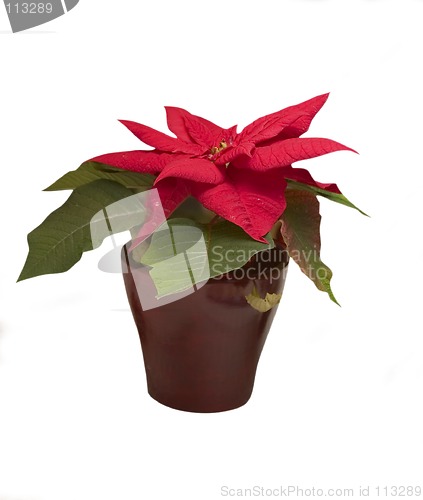 Image of poinsettia