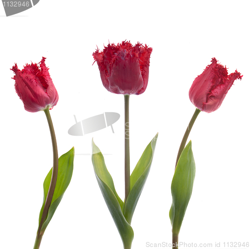 Image of Three red tulips