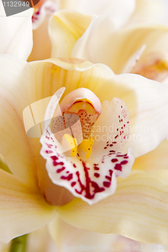 Image of Orchid flower close-up, selective focus 