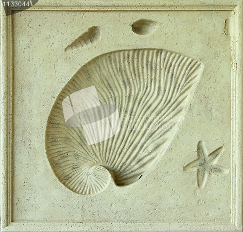 Image of shell texture