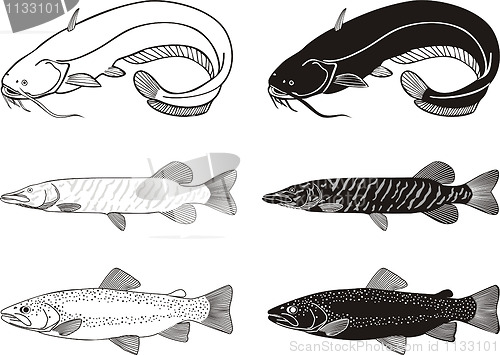 Image of Catfish,Trout, Pike fish 