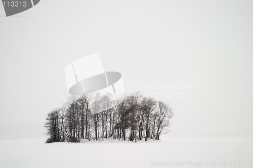 Image of Frozen Lake with Trees