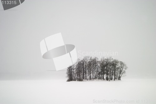 Image of Frozen Lake with Trees