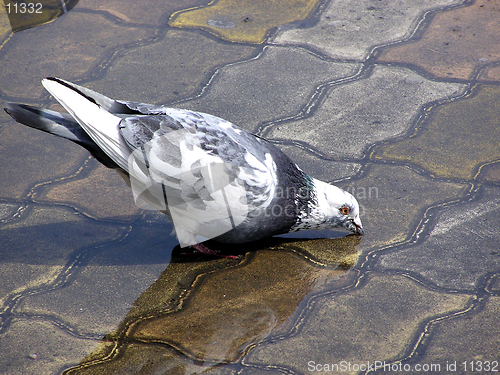 Image of Pigeon drinking water