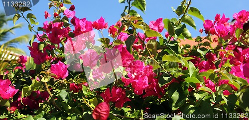 Image of pink flowers